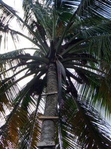 along the way, steps up a palm tree
