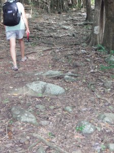 This is a sampling of the path we walked up the hill to the Overlook where the cannon was.