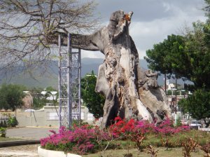 This is the thousand year old tree in Ponce, PR - 